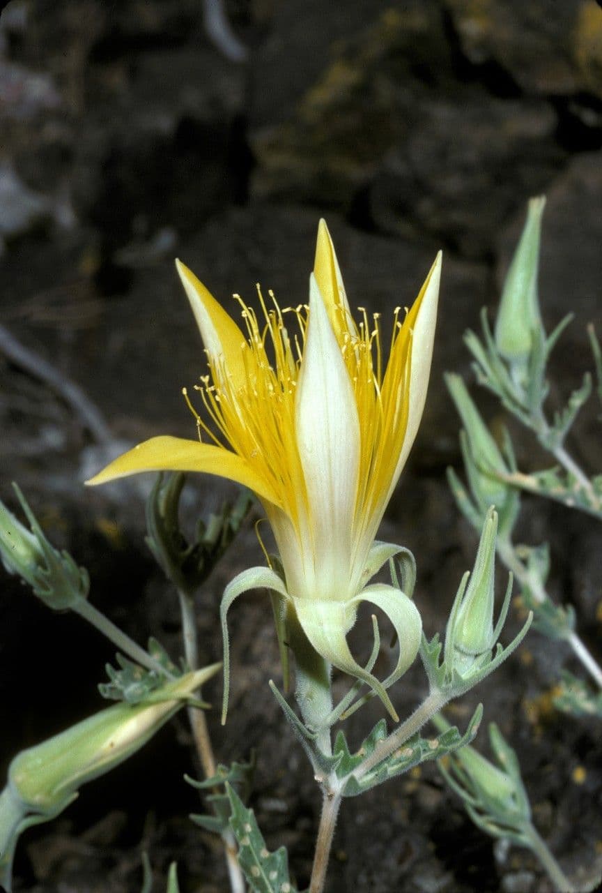 Mentzelia