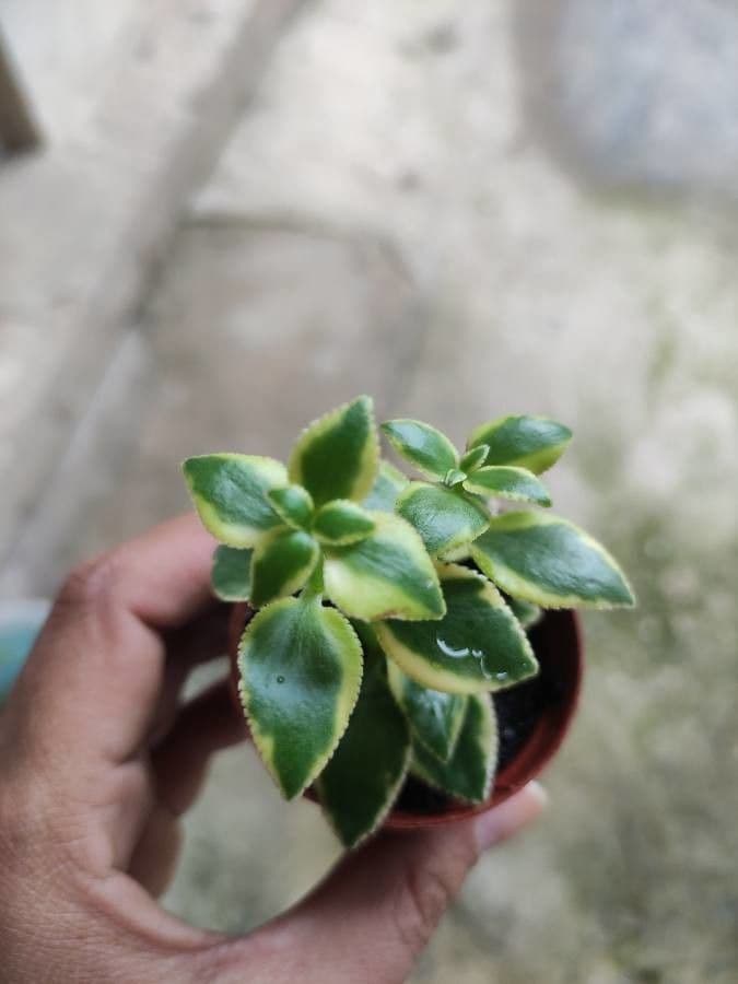 Crassula 9