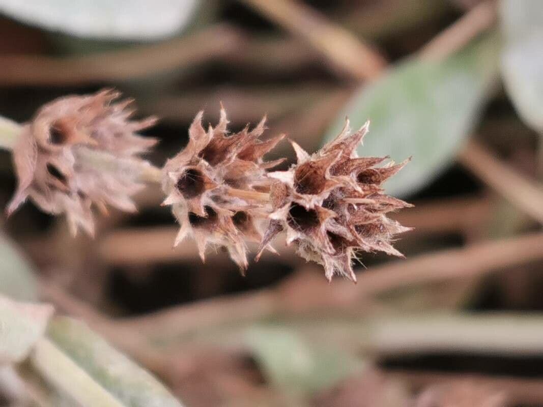 Sideritis syriaca 2
