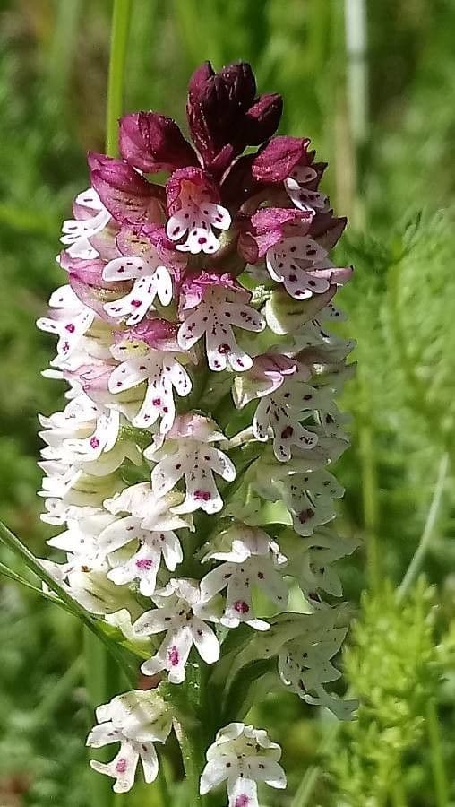 Orchide bruciacchiata 4