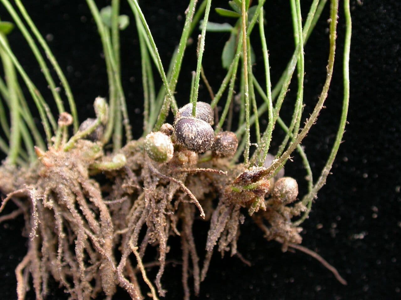 Marsilea minuta 8