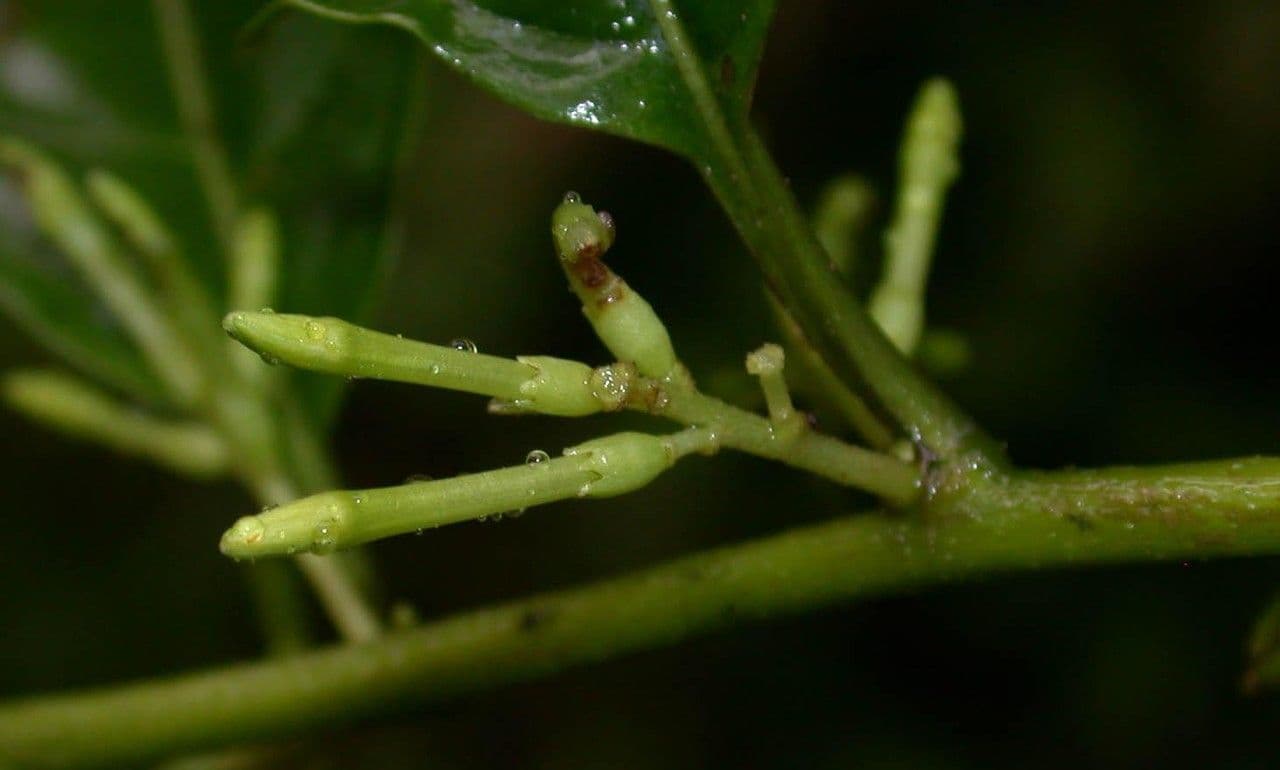 Cestrum 20