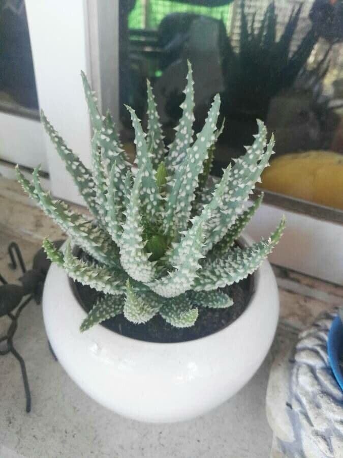 Zwerg-Igelaloe 8