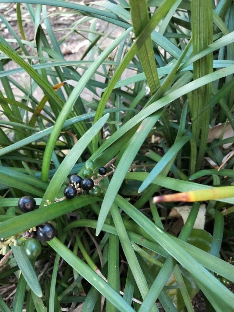 Liriope 4