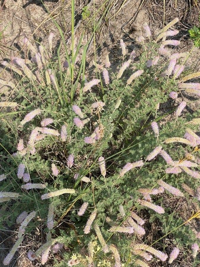 Dalea