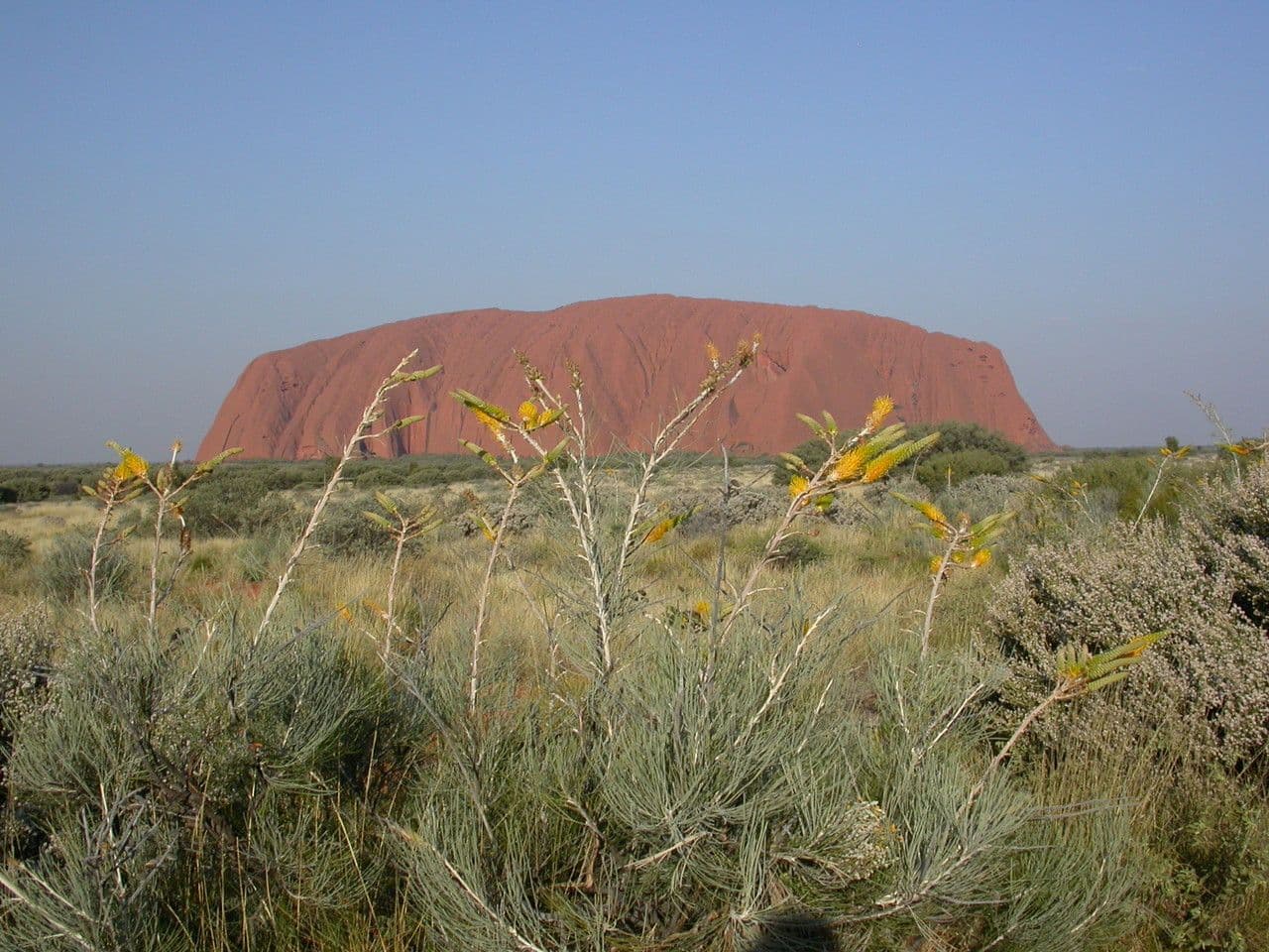 Grevillea 8