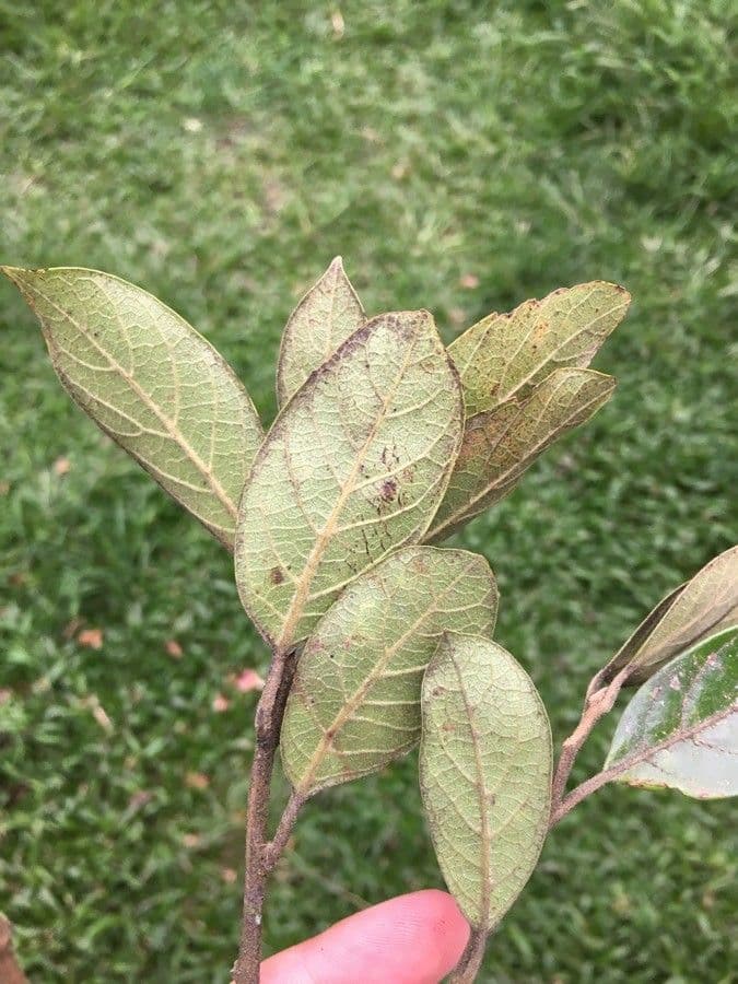 Ocotea