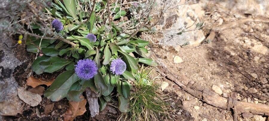 Gewöhnliche Kugelblume 4