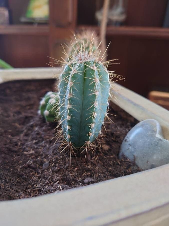 Pilosocereus pachycladus 12