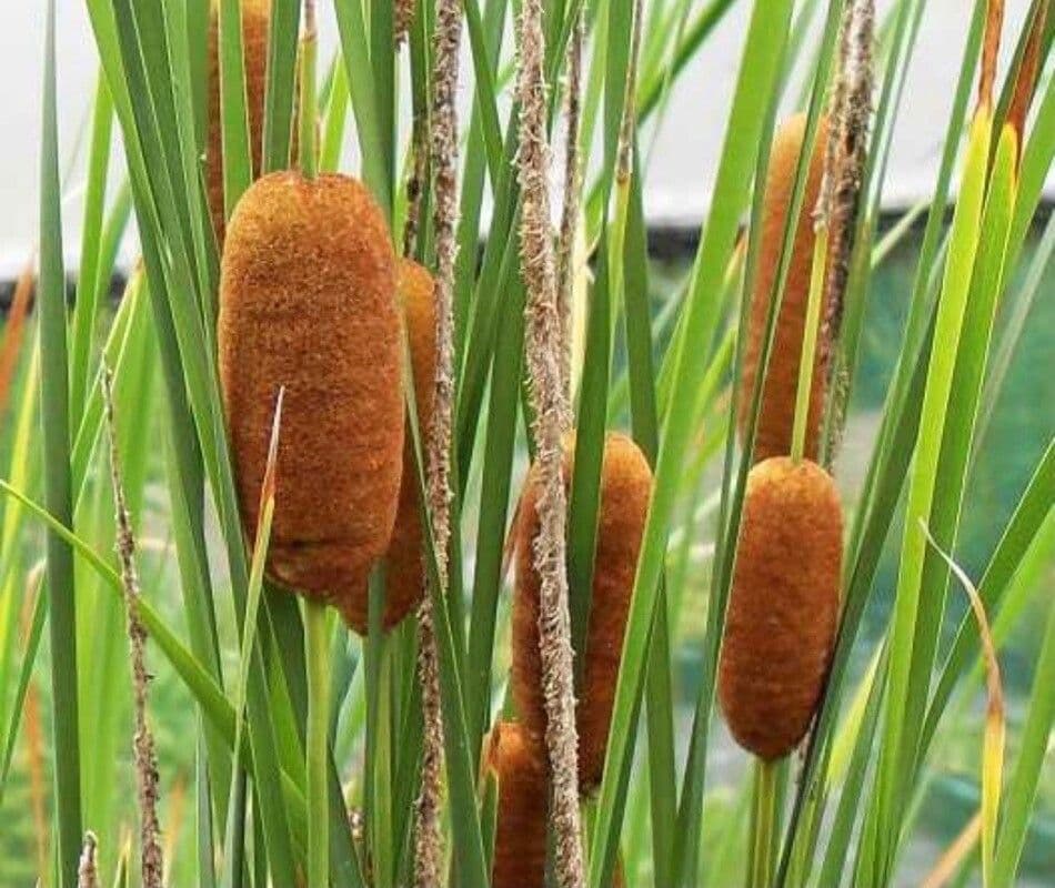Typha laxmannii