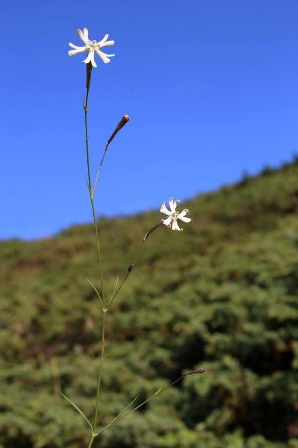 Silene 2