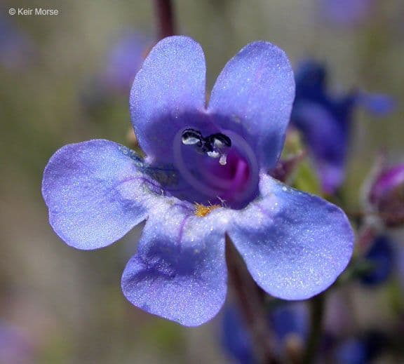 Penstemon basso 5