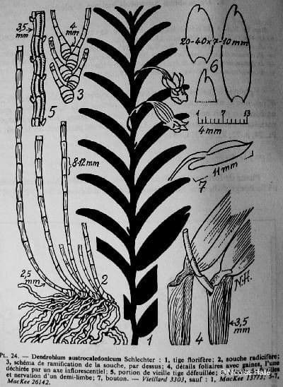 Dendrobium 14
