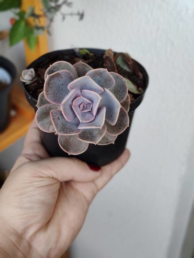 Echeveria 26