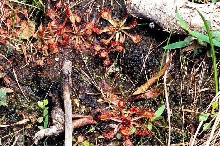 Drosera capillare 9