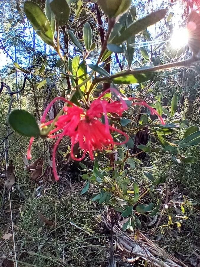 Grevillea