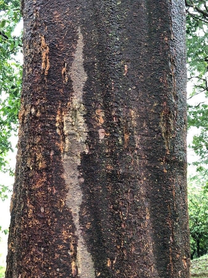Alstonia 3