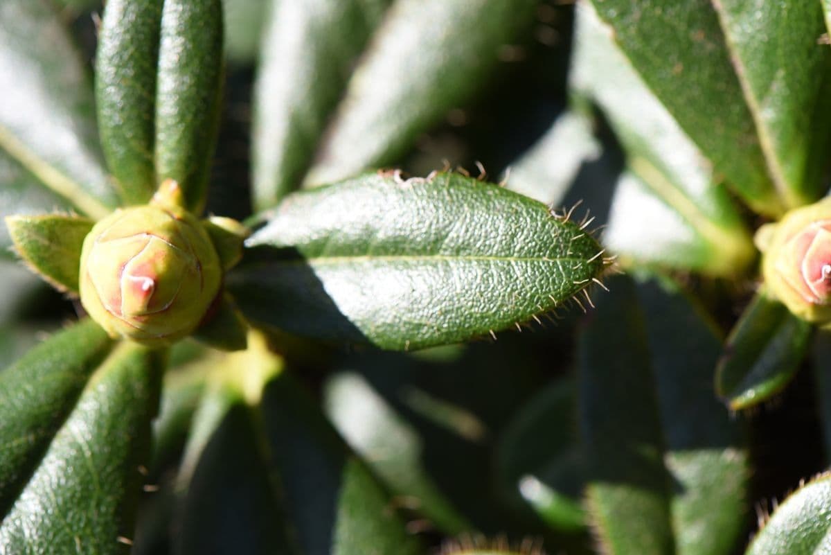Rododendro 13