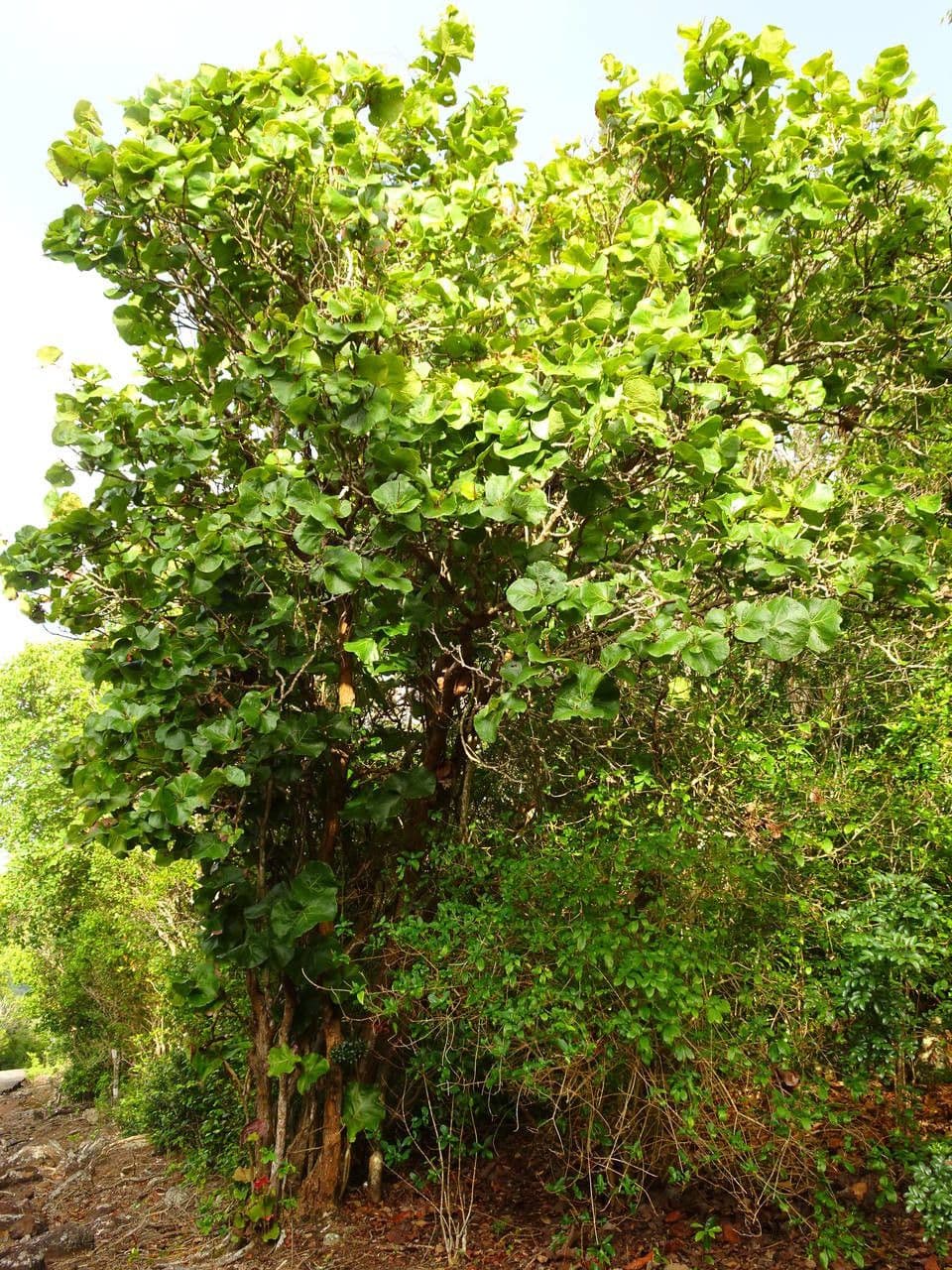 Coccoloba 7