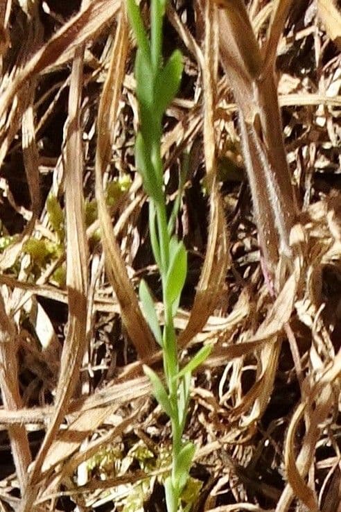 Linseed 18