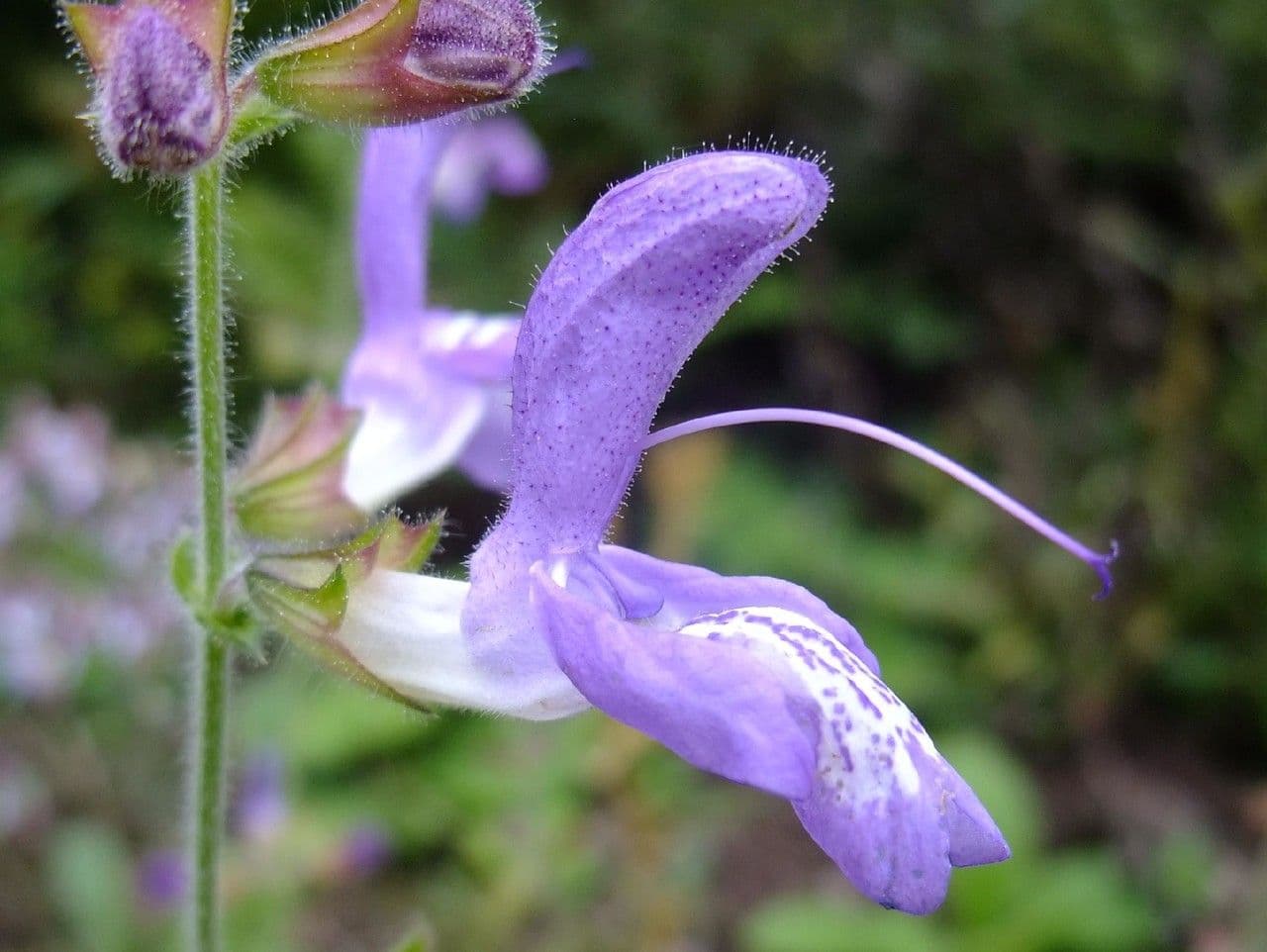 Salvia 4