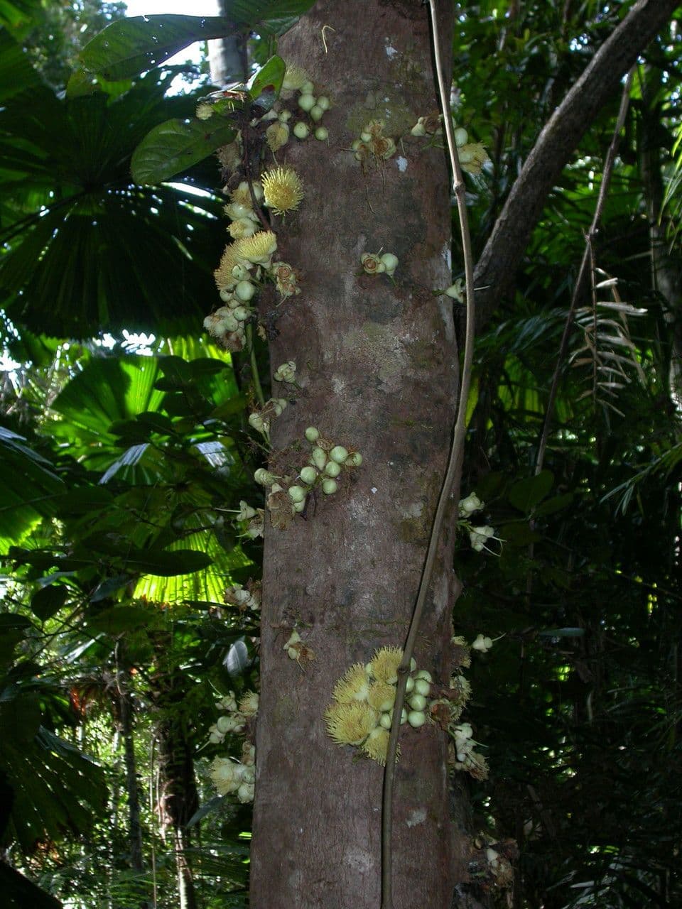 Syzygium 6