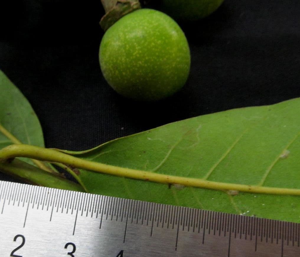 Laurel espada 2