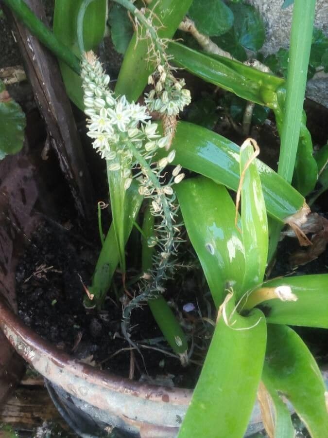 Scilla marittima 7