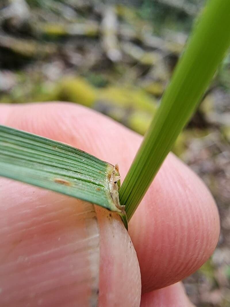 Festuca de hoja variable 14