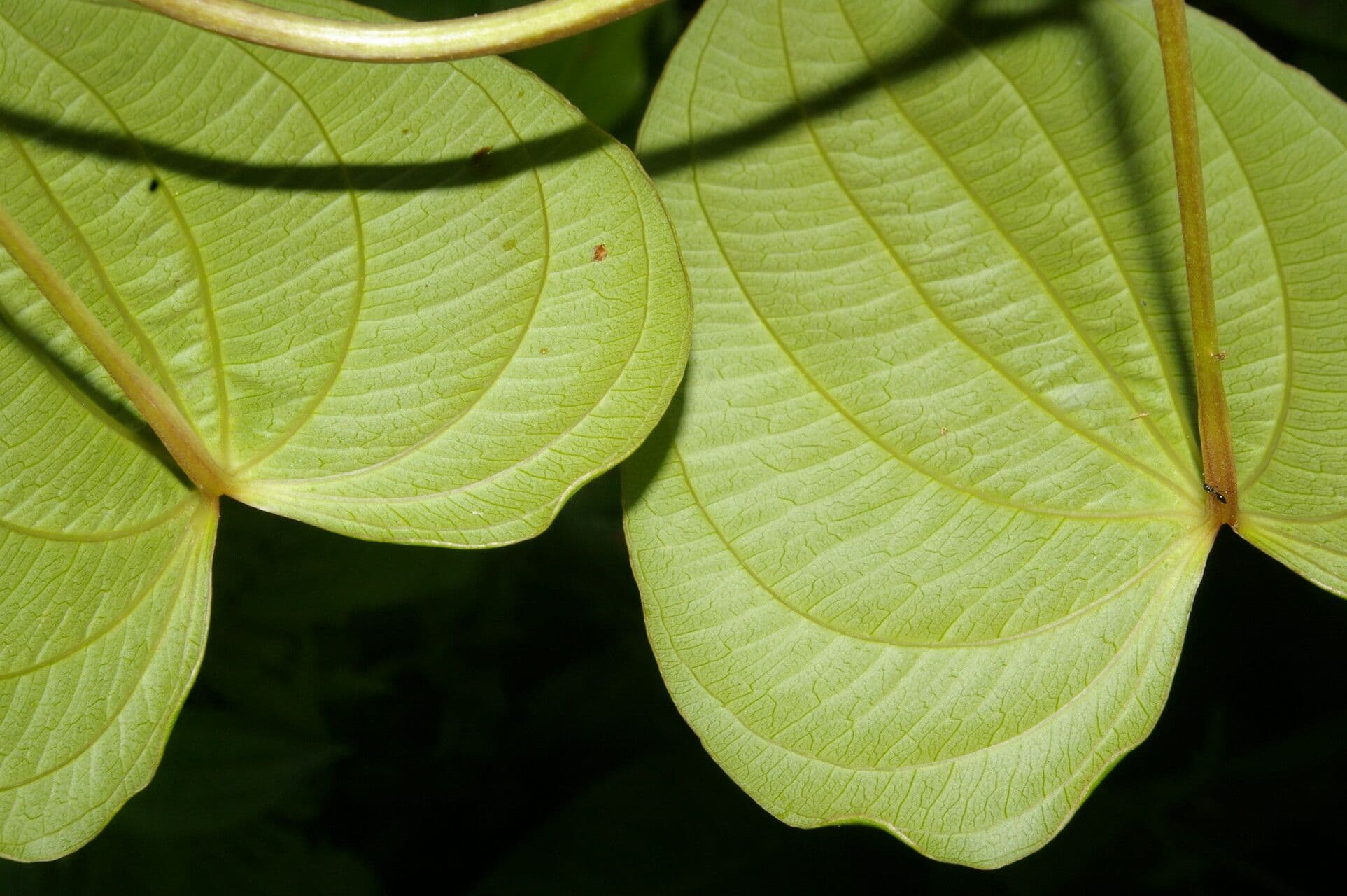 Dioscorea di Standley 4