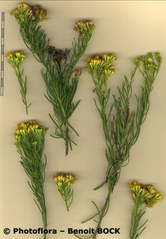 Schizogyne 20