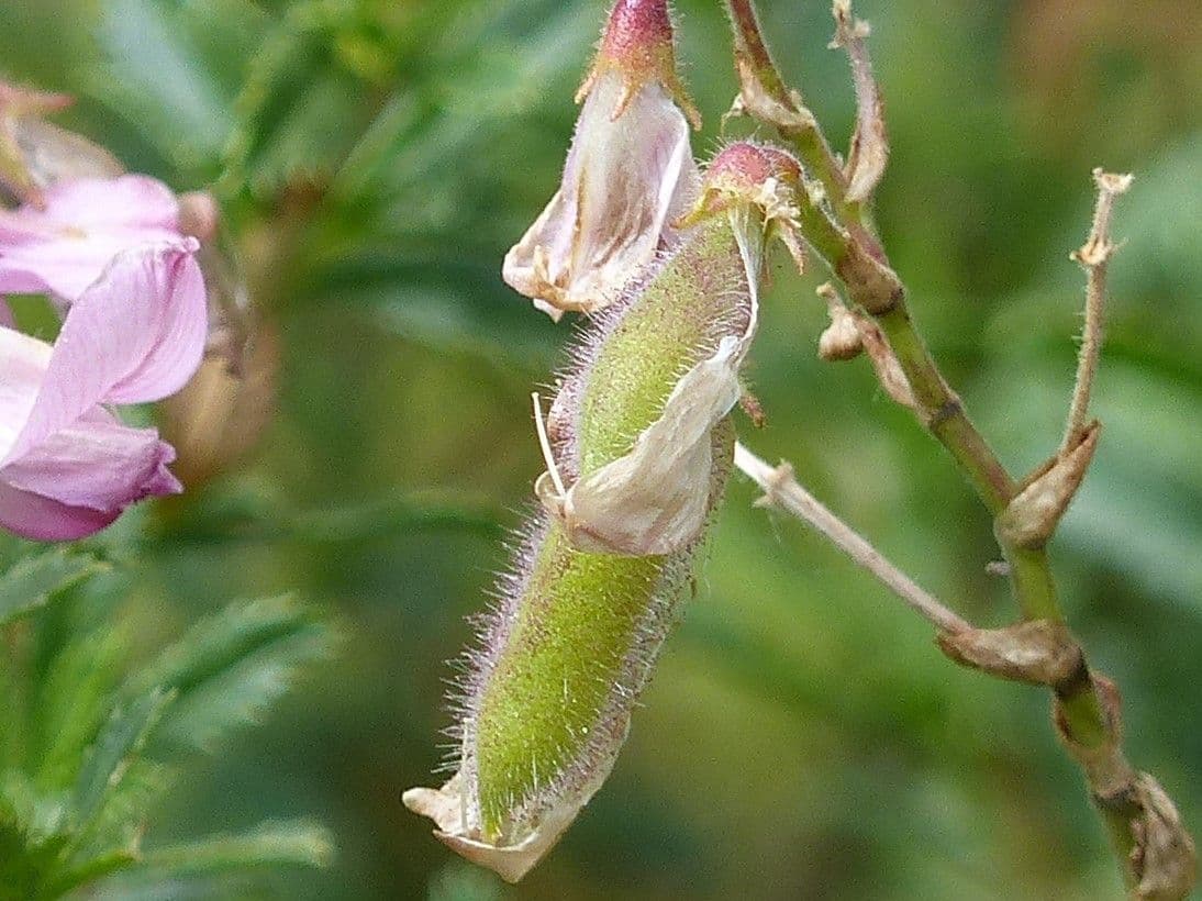 Ononis cristata 2
