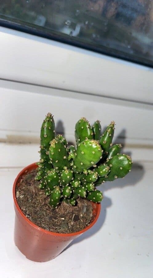 Opuncja Monacantha