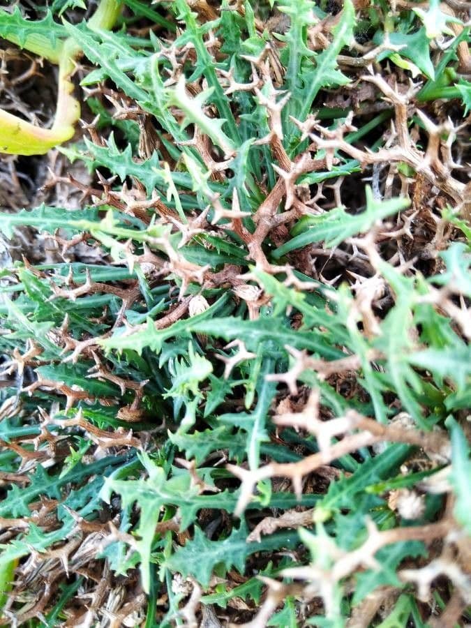 Launaea cervicornis 12