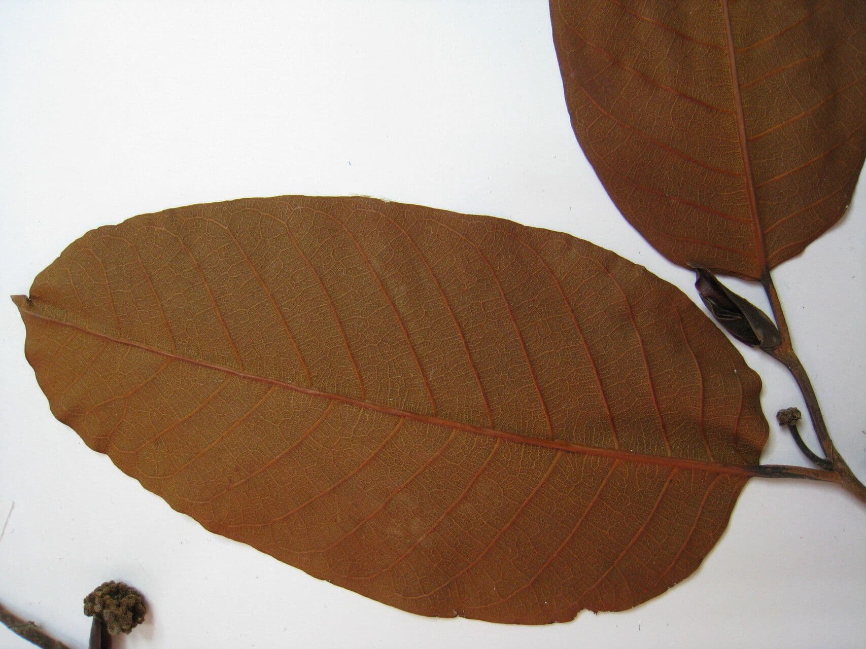 Milchbaum 8