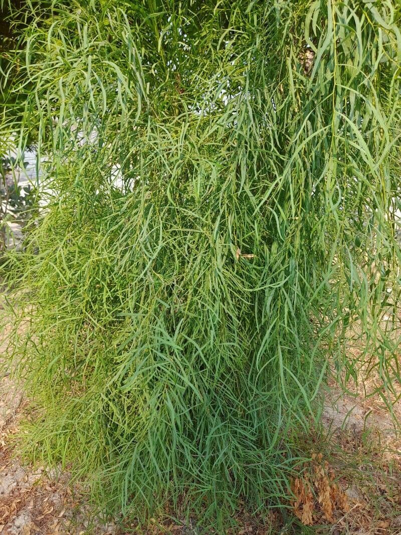 Weidenblättrige Akazie 12