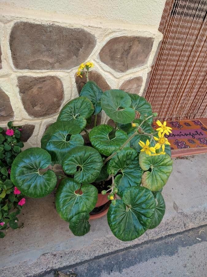 Léopardplant 10