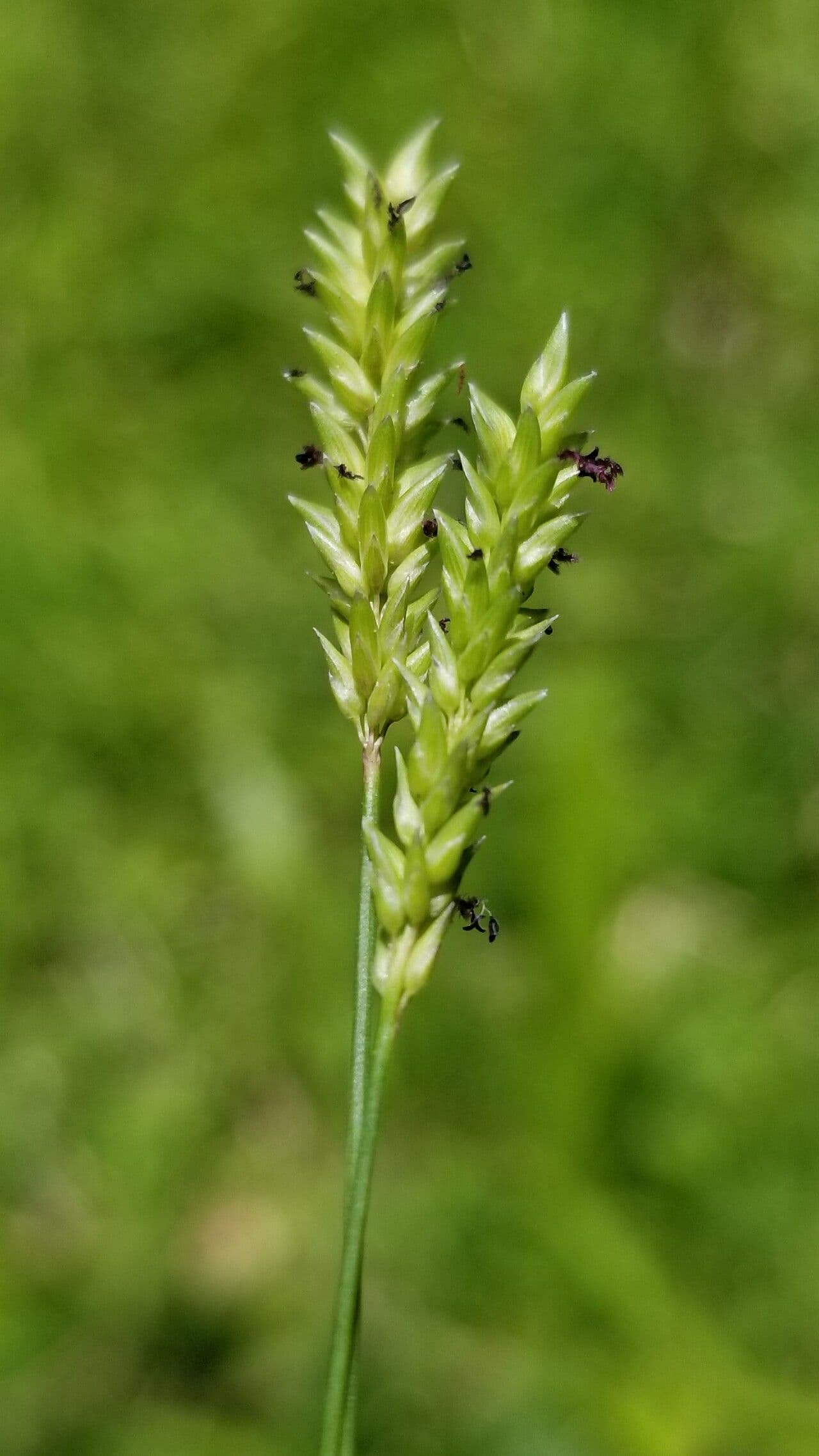 Sacciolepis indická 3