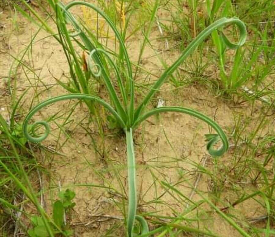 Leopoldia