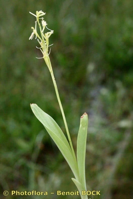 Liparide 23