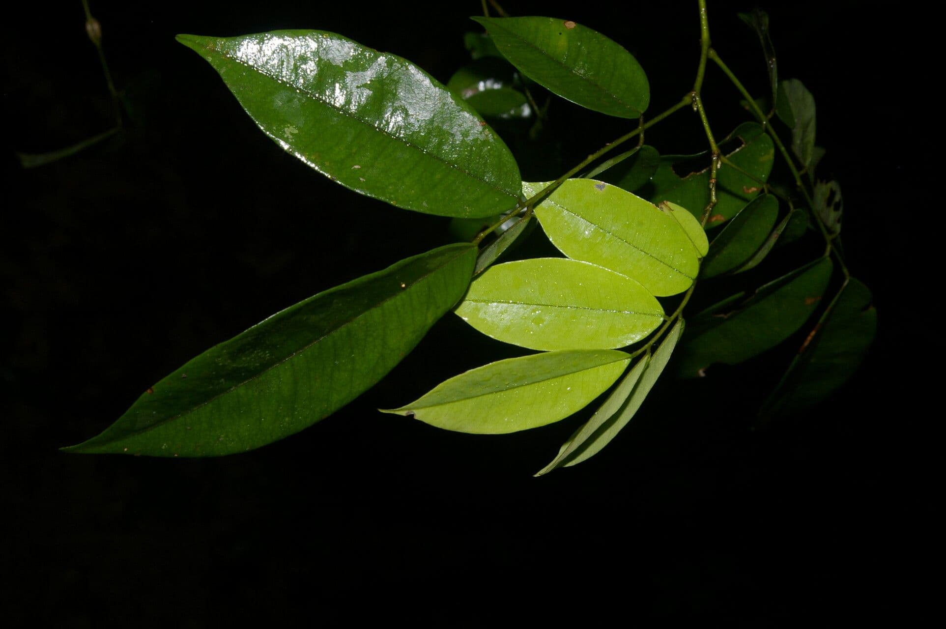 Machaerium leiophyllum 5