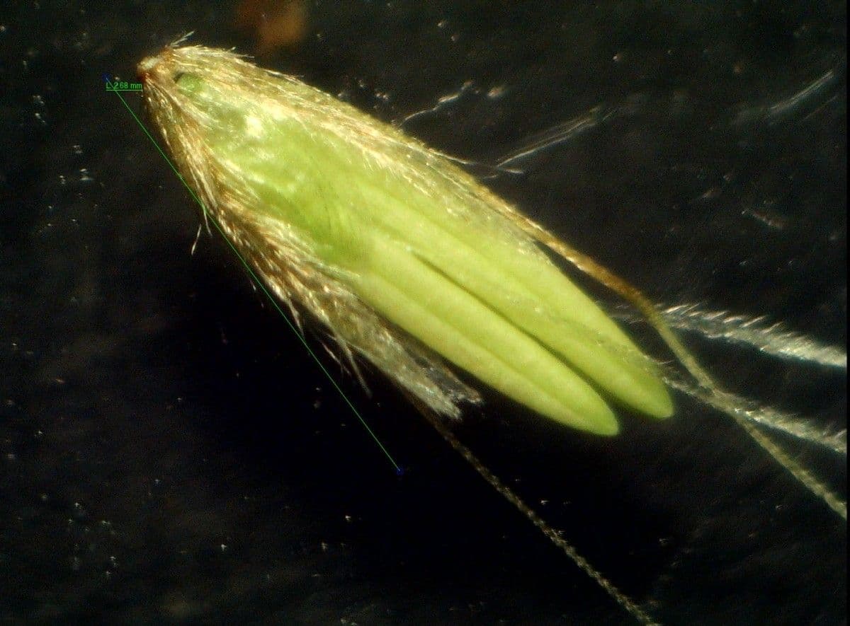 Antoxanto 4