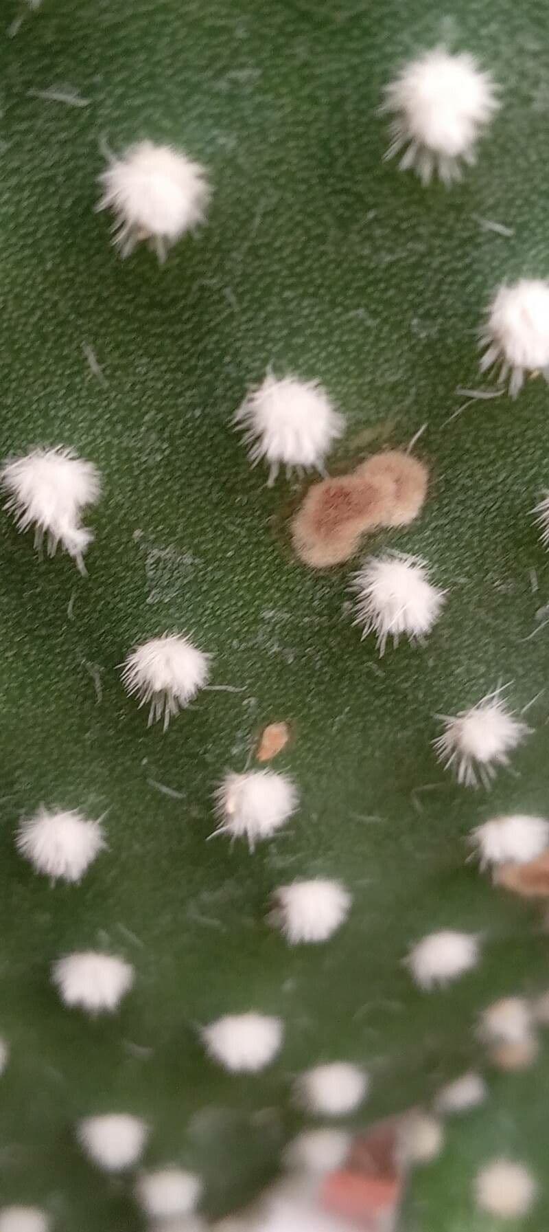 Nopal 30