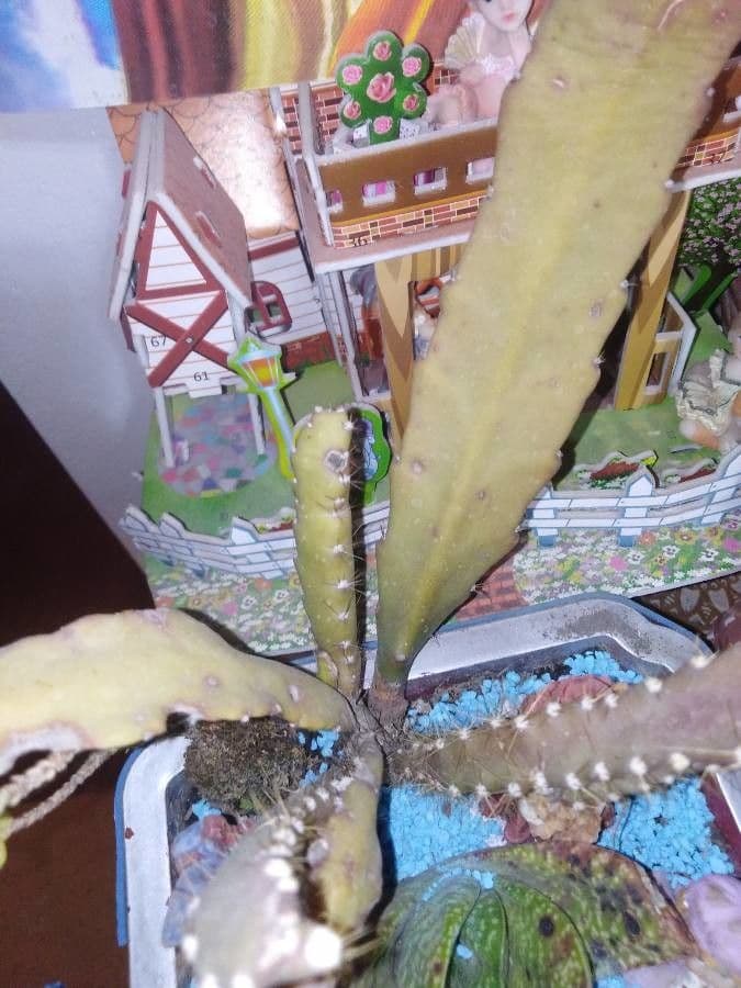 Cactus grimpant 12