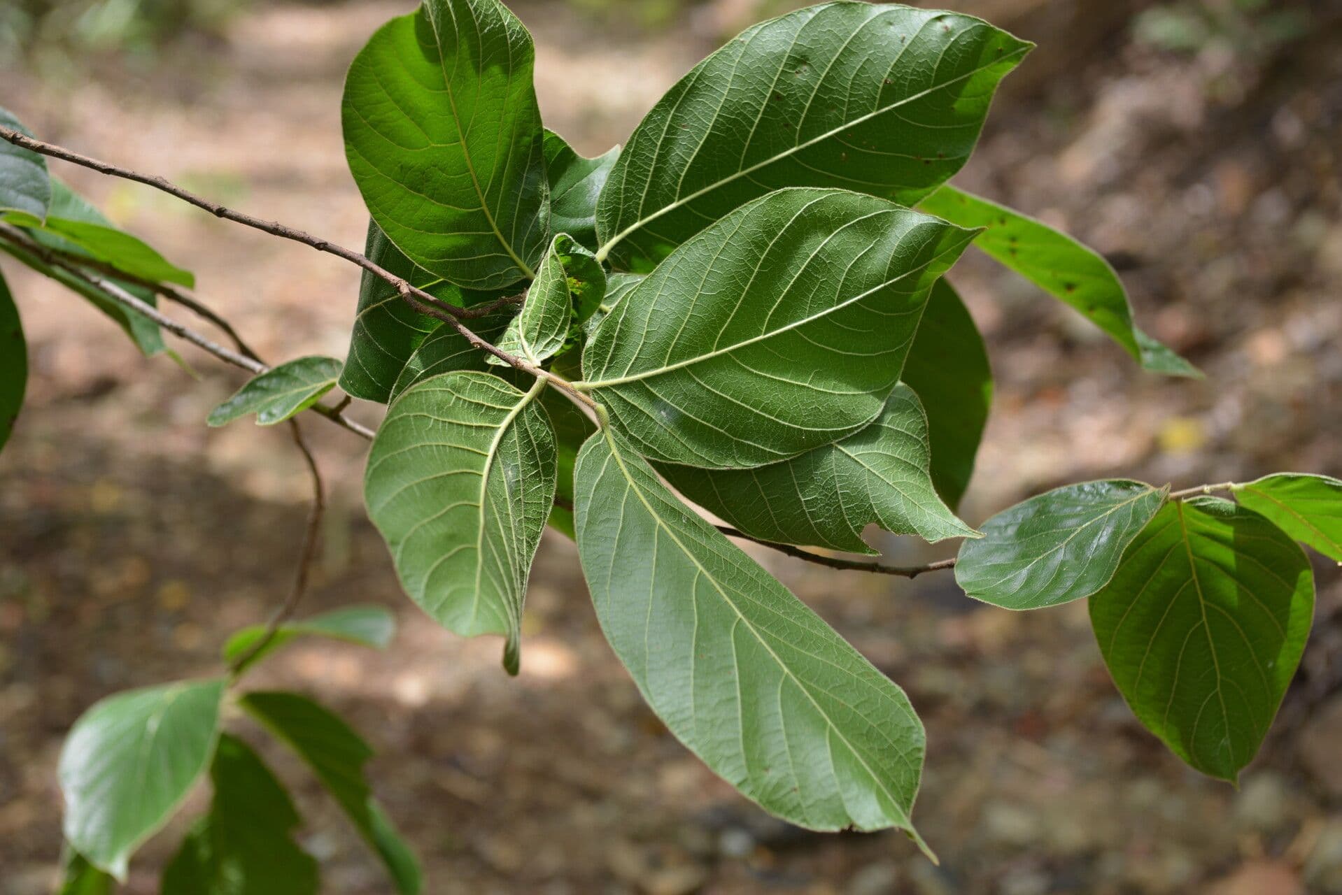 Sapranthus 9