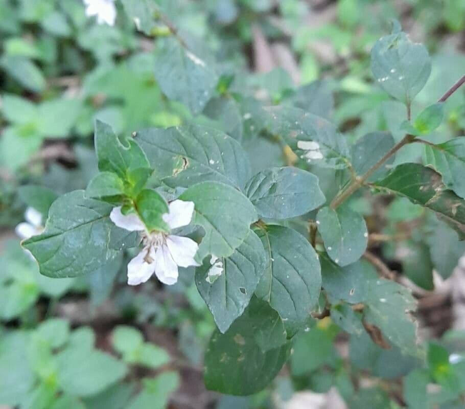 Cuphea 3