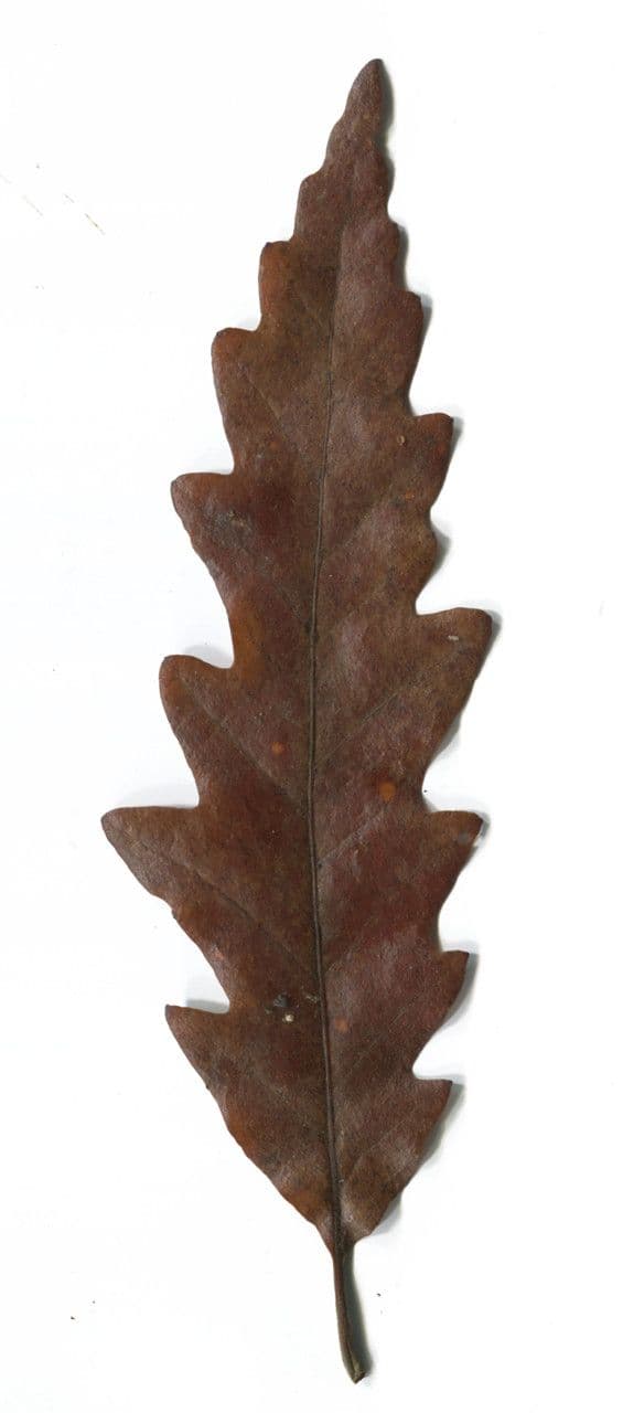 Zerreiche 28