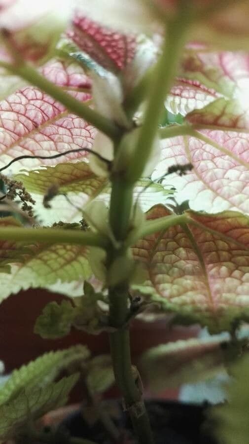 Pilea