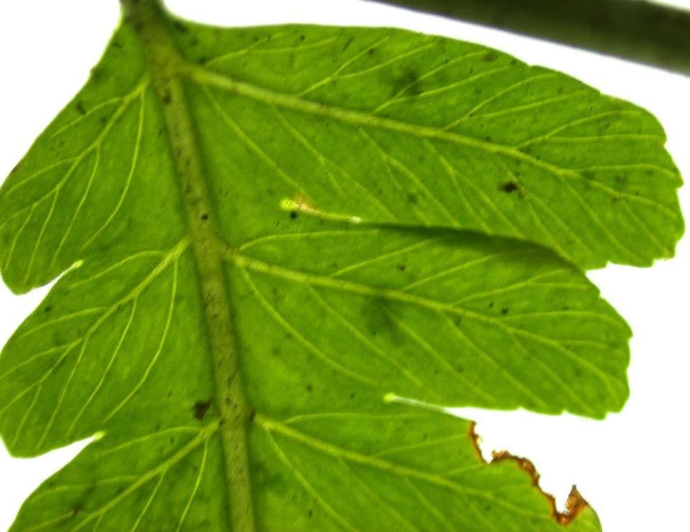 Polybotrya 9