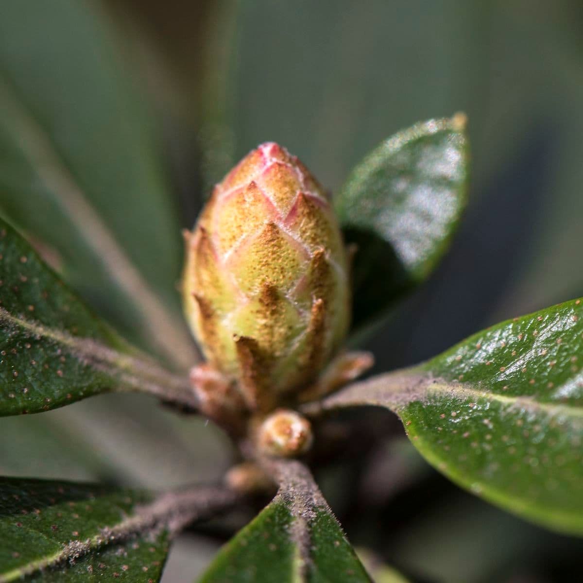 Rhododendron micranthum 5